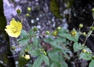 糖尿病|农村随处可见的翻白草是是治疗糖尿病的良药