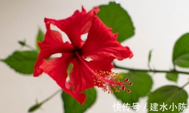 天秤|8月，桃花入命，桃花绽放喜上眉梢，姻缘天降