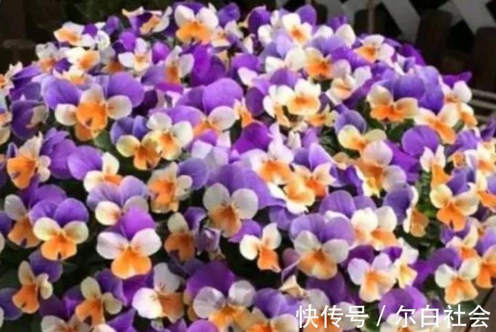 4种花很好养,耐热耐晒更耐旱,养一盆一年四季都在开!