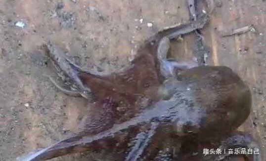 青葡萄|想长寿,4种食物不能少,排毒美容,呵护肌肤,预防妇科病