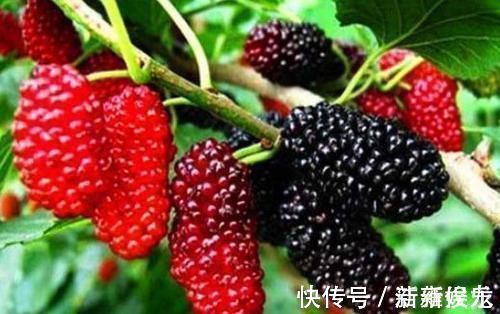 桑葚|女性多吃此食物,能预防妇科疾病,补充营养、增强体质!