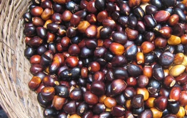 农民们|它是长在树上的“花生”，农民们视为珍贵野果，很多人见过没吃过