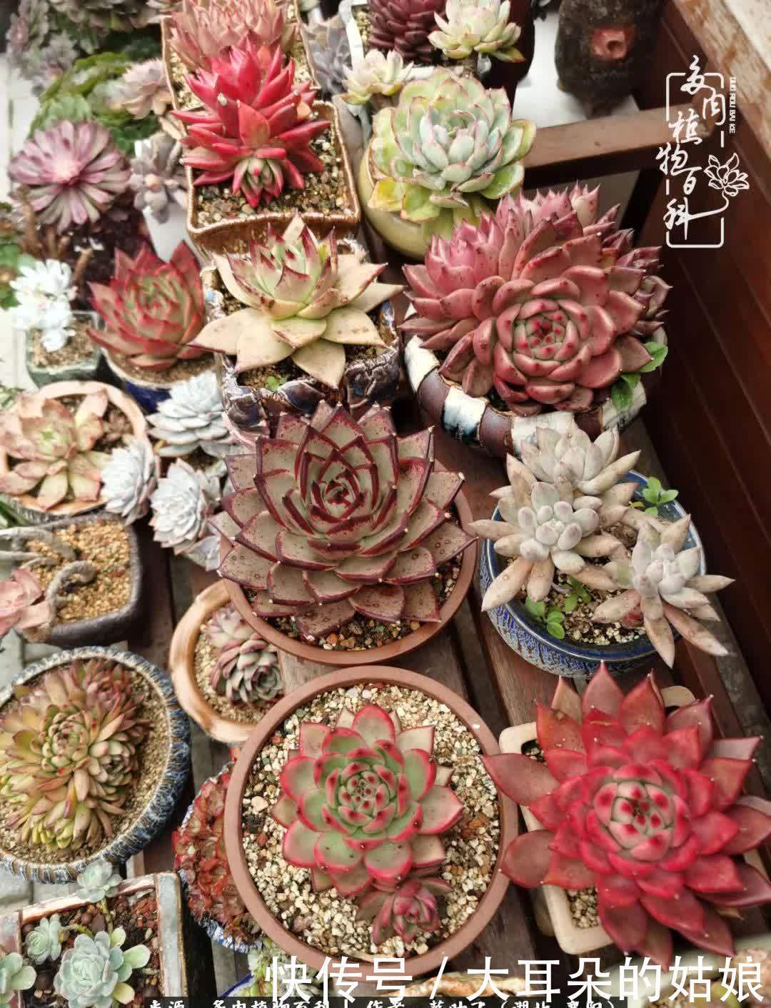 春暖花开,万物复苏,多肉迎来最美时光!