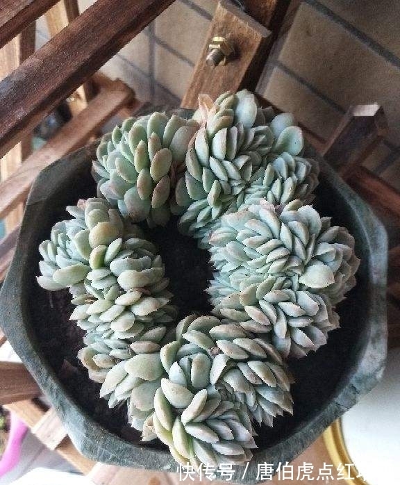 多肉变“畸形”,身价能翻好几倍,可遇不可求!