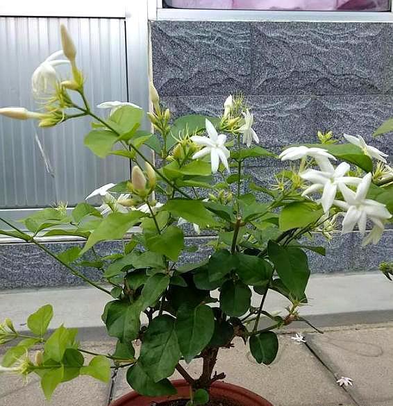 浇水|北方就养这种花，剪根枝条插上就成活，香味十足，花开300多天