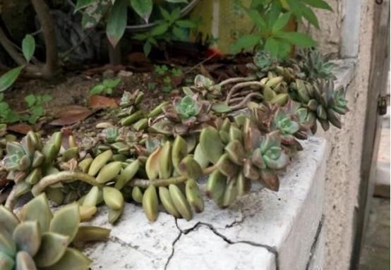 老桩|奶奶扔在院子里的多肉,几年没管,长成老桩美翻天,给钱都不卖