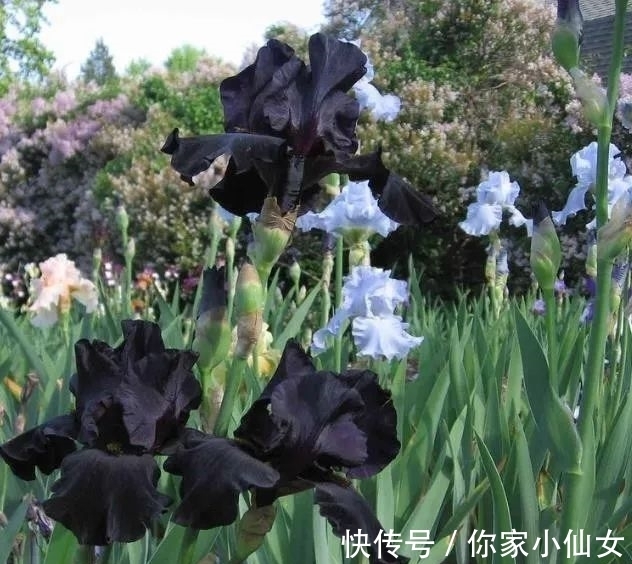 鸢尾花|约旦有一种黑色的鸢尾花，花开黑紫色花，花型像翅膀，显得很神秘