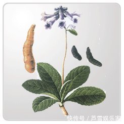 野草|农村这种野草,李时珍称它“服之面如桃花,轻身不老”!你见过么