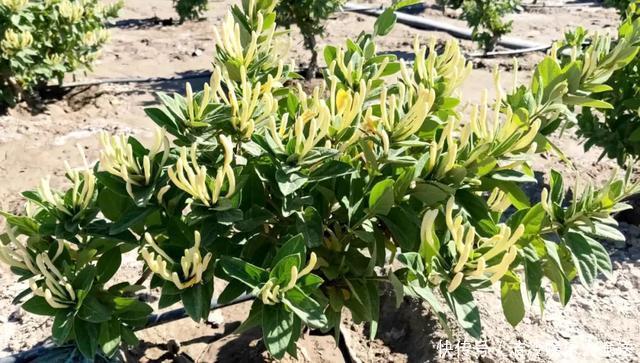 庭院|庭院大要利用,这3种花养起来,好看好养顺着花架爬老高