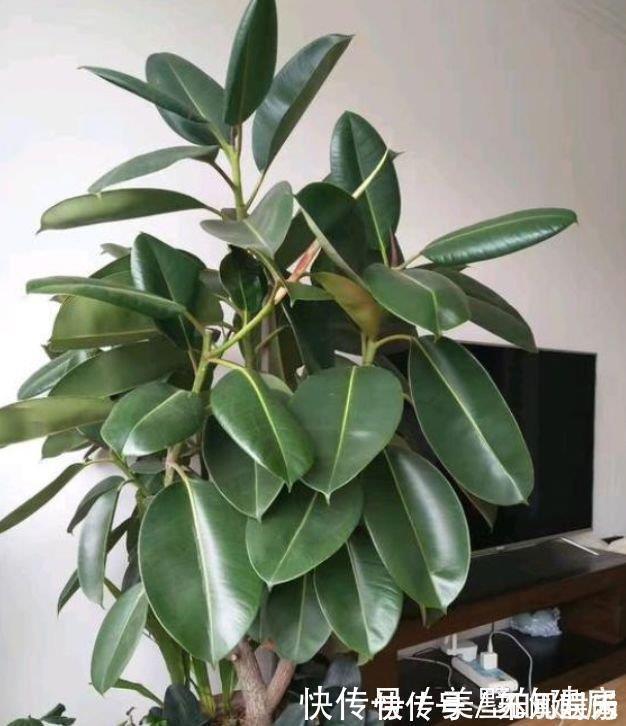 聪明人都养4种花,除尘又杀菌,不花一分钱,空气清新