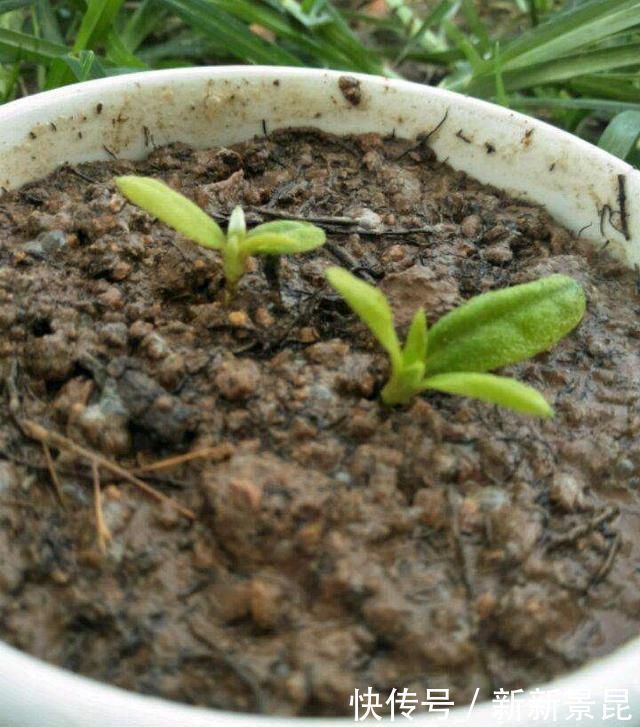 谁说天热不能扦插，这3种花这样做，呼呼冒白根长疯了