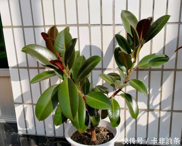 枝繁叶茂|别人养的橡皮树枝繁叶茂像大树，是因为你没掌握养护技巧