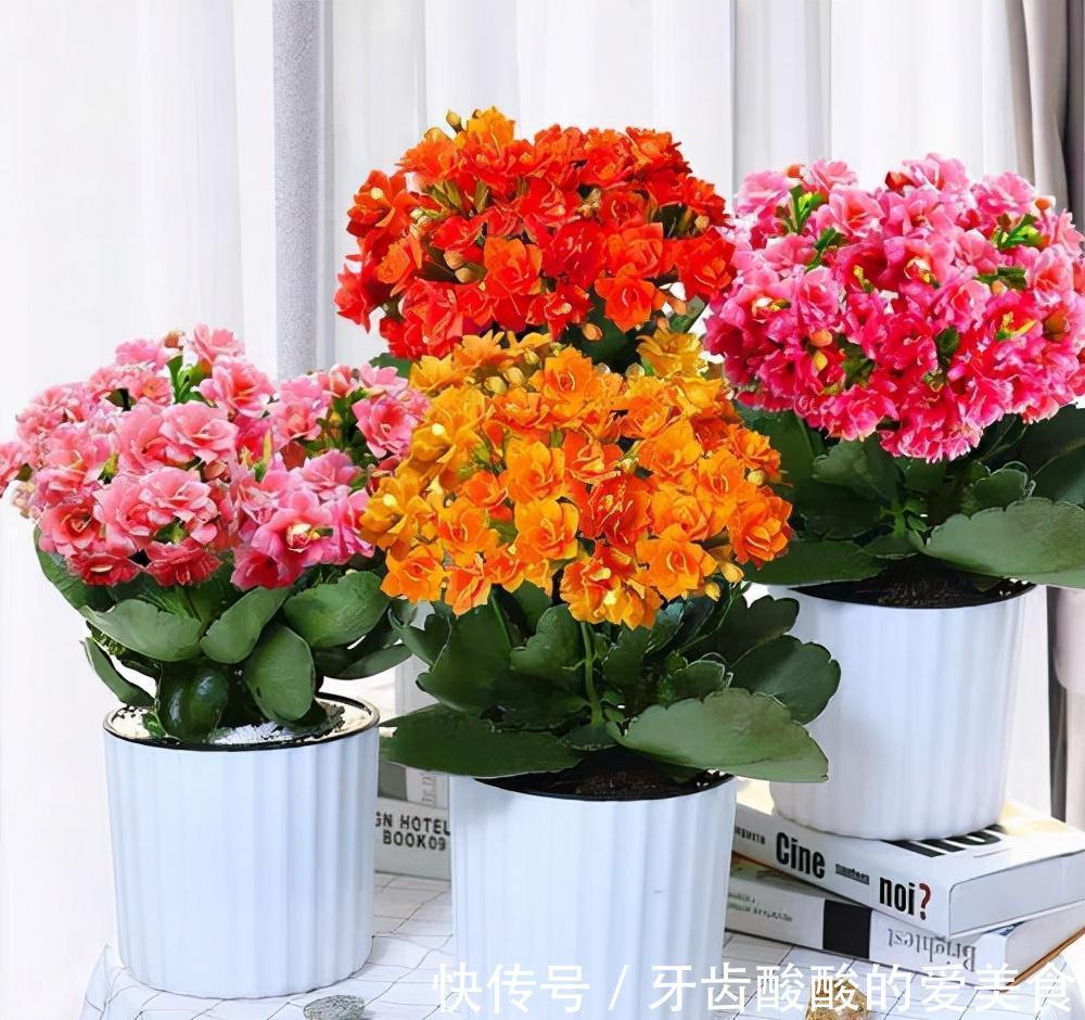 10大健康花,建议养一盆,不但能吸废气制氧气,还好养贵气