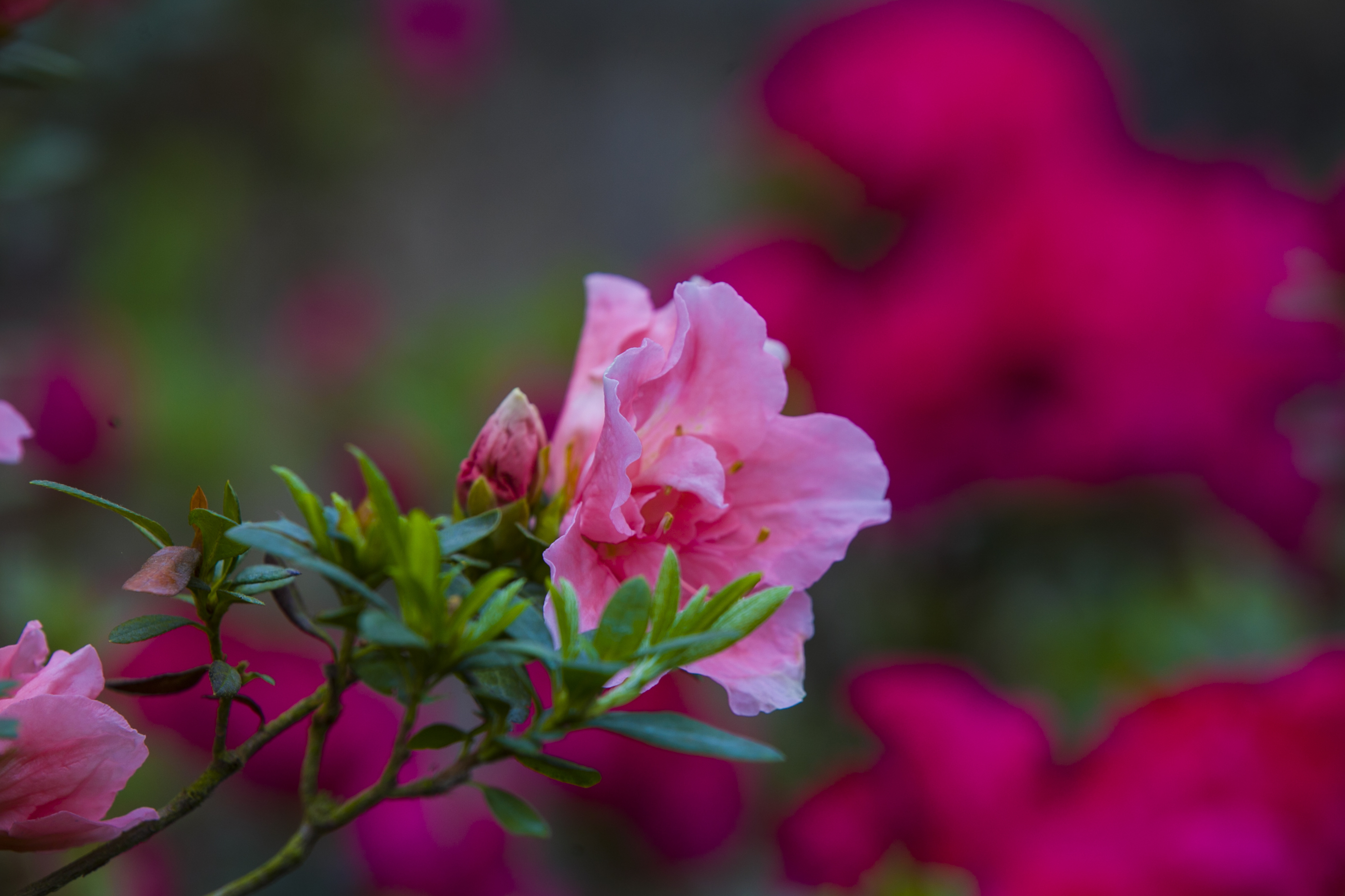 清明时节，龟峰山踏青赏花恰当时