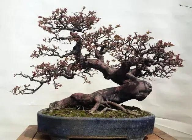 盆景制作技法夏天来到,盆景脱衣换锦,有6种好处