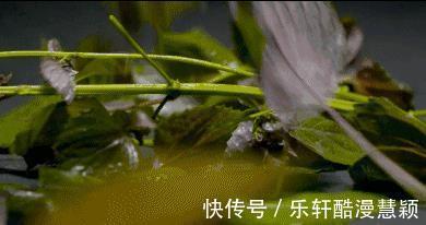 泡水|紫苏叶加生姜泡水喝,老一辈人的养生秘诀,很多人不知道