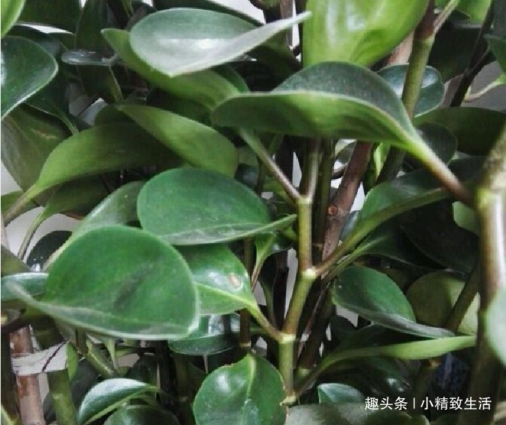 豆瓣绿长高忒难看,4招控制长势,砍上几刀,还能一盆变多盆