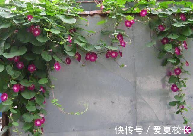 治病|墙角一朵花,种子能治病!咽喉肿痛、腰疼、水肿、咳嗽立马见效