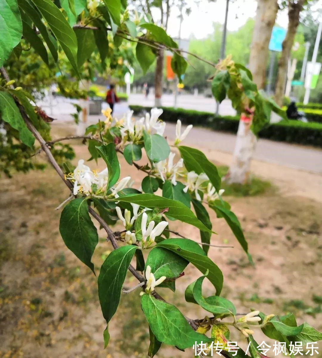 老中医最爱的8种花,一盆堪比小药箱,摘片叶子就能泡水喝!