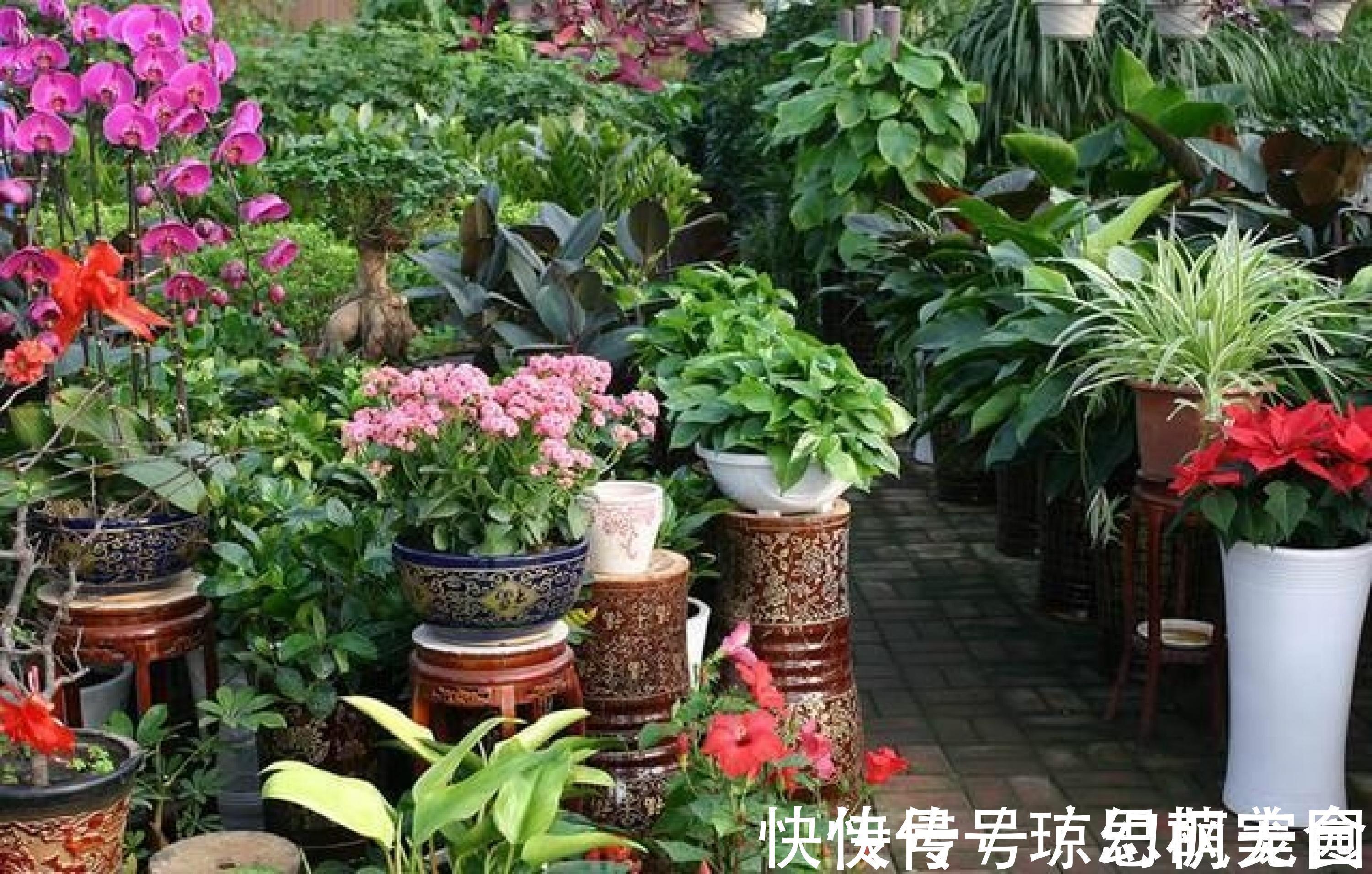 养花|不仅是我们在养花，花也在养我们，看看这些花你家有吗？