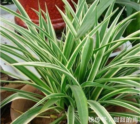 快死的盆栽花卉不要扔,只需一粒药片,能再次生机勃勃