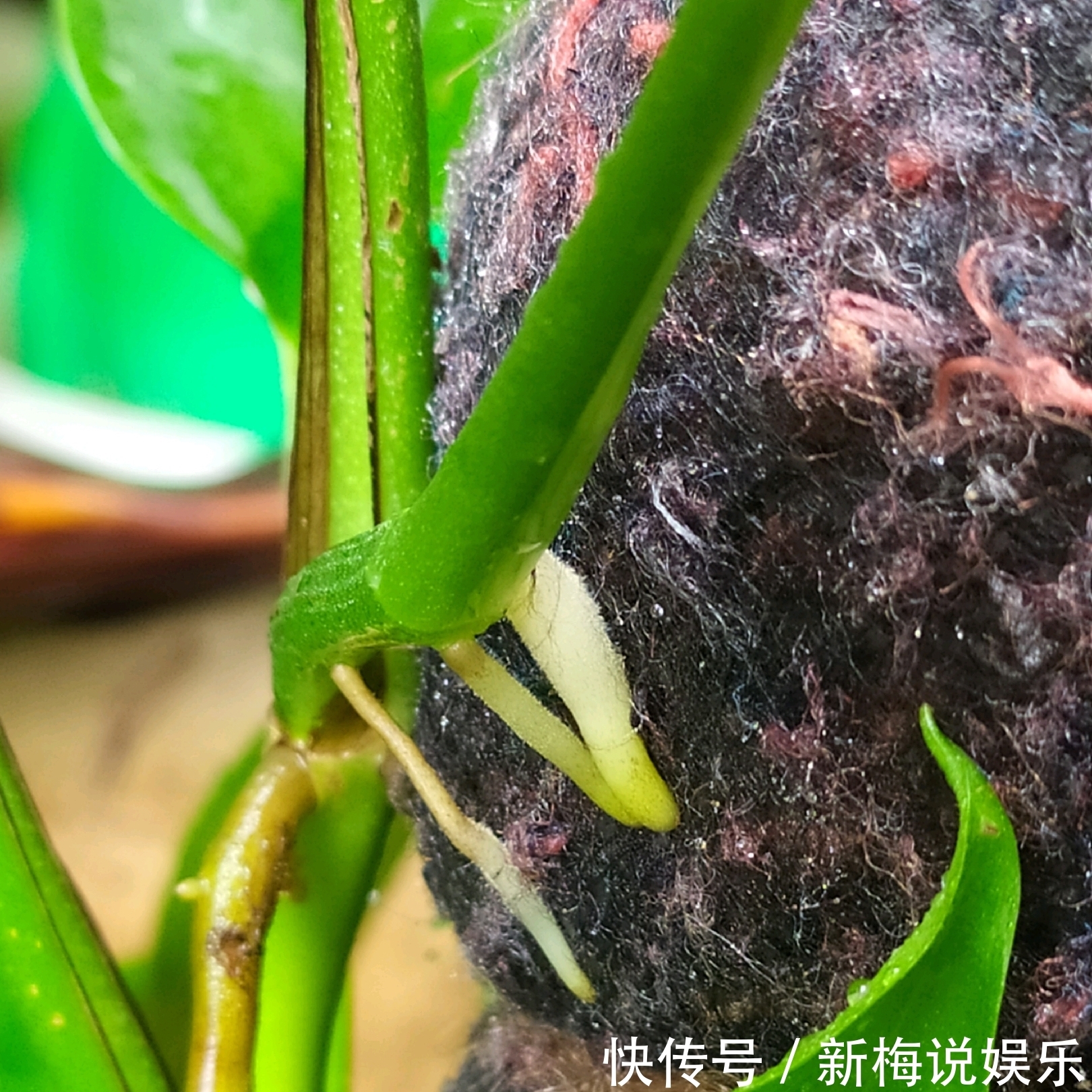 绿萝树|制作绿萝柱的简易教程,把绿萝养成绿萝树,绿萝也能玩出高大上