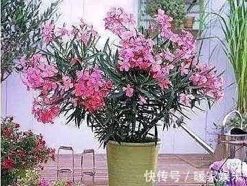 “这”几种花再喜欢也不要养，对“身体”不好，现在知道不晚