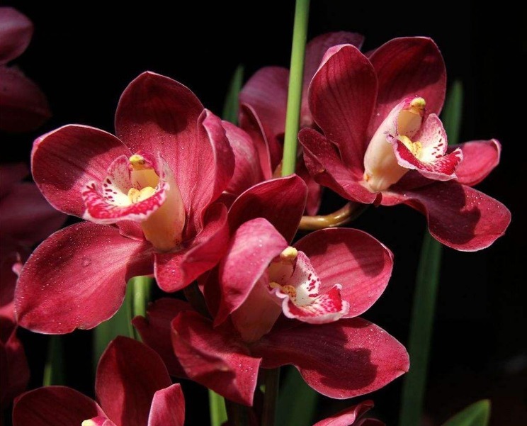 此花幽香典雅，多姿多彩的花色给人赏心悦目之感，寓意为高贵雍容