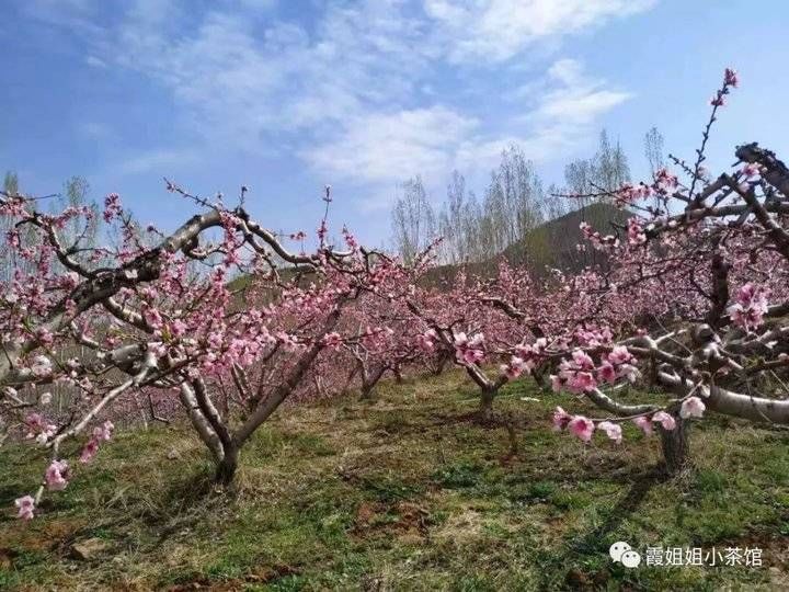 花开，莫错过归期