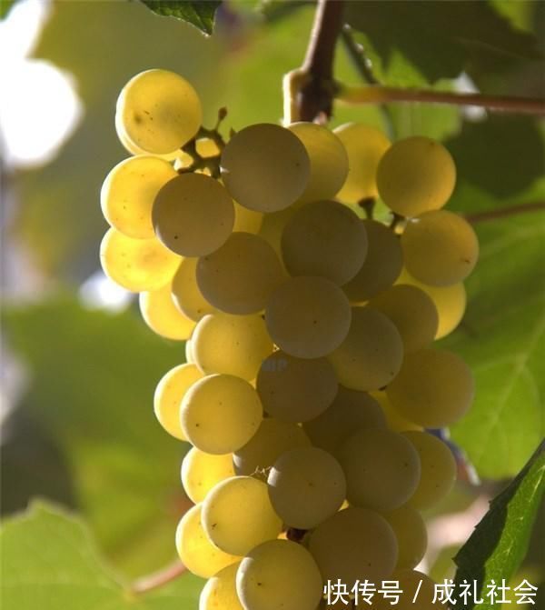 心脑血管|每天吃一把“葡萄干”,3个好处不请自来,养生又长寿老人都爱吃