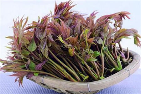 春分節(jié)氣多吃五種養(yǎng)生食物