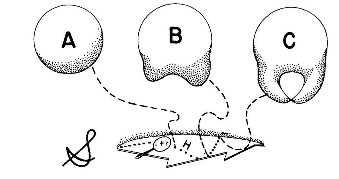 编码 为什么时间被编码在空间几何中？通过理论计算证明