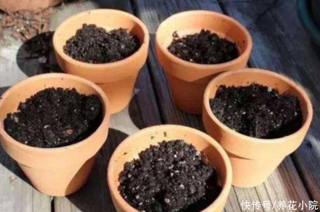 松针土|家里养花多，自制营养土，好用又省钱
