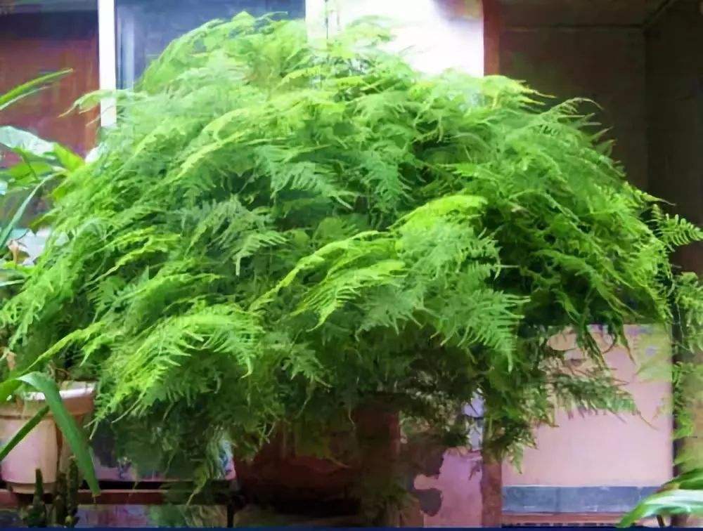 她家的文竹成了精,爬的满屋都是,剪不迭!