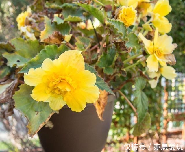  秋海棠|如何养护秋海棠？又该如何预防常见的病症呢？