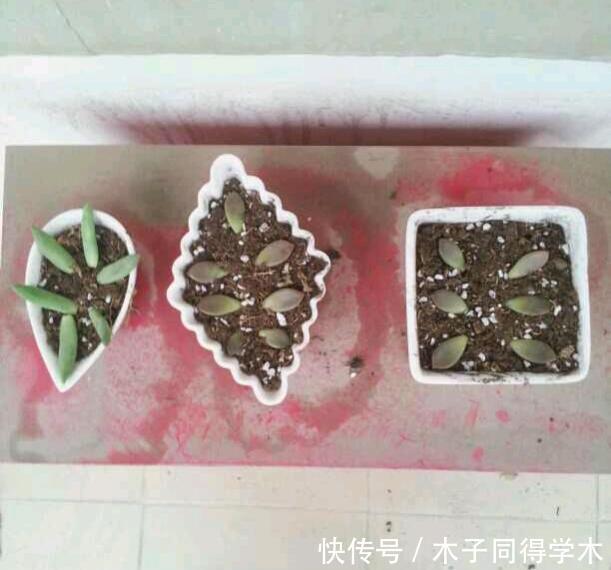 叶子|最好繁殖的三种花，掰一把叶子撒土里，疯狂长根爆芽