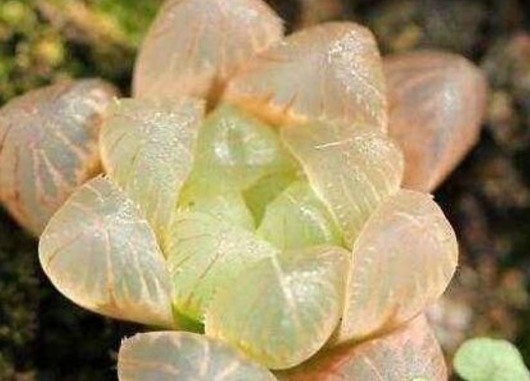 空气|有一植物长得晶莹剔透,颜值超高,可净化空气,吸收辐射