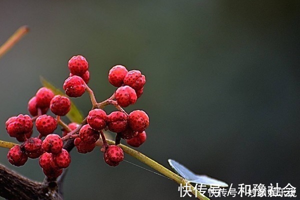 惊喜|花椒对你来说只能吃？学会用花椒做3件事，以下惊喜让你乐开怀！