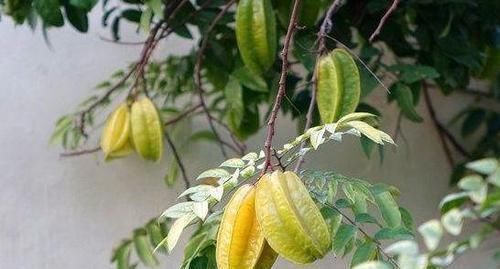 含有|人到中年，常食四种食物，大肚子平了，气血足了，早吃早好