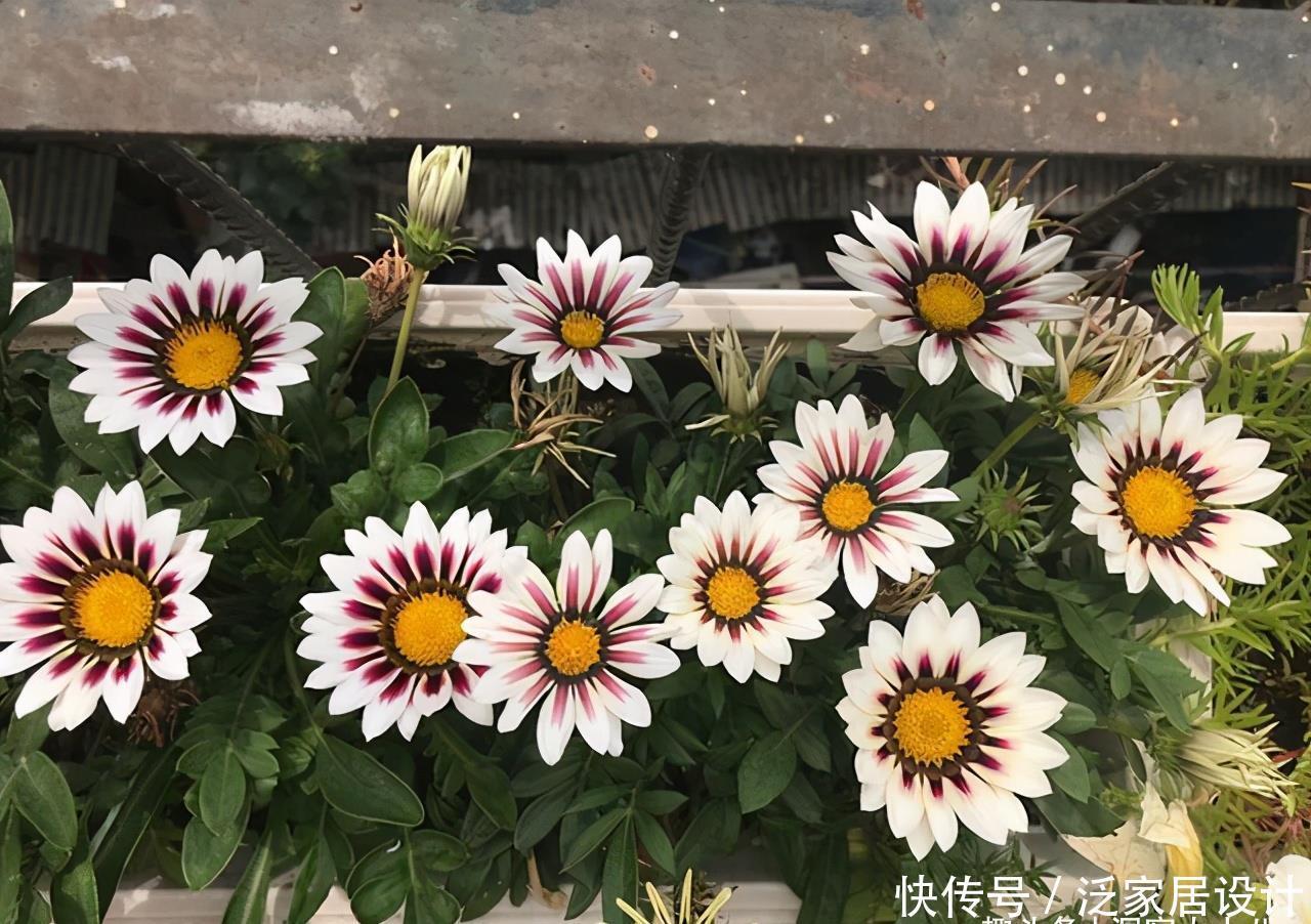 别错这款盆栽“新宠”,“一杆多花”颜色艳,单叶就可繁殖一大群