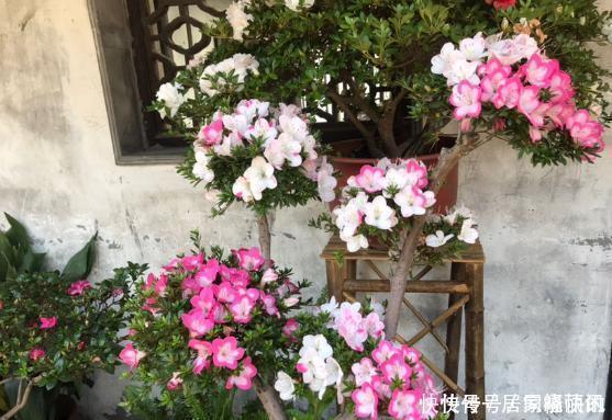 公认难养的2种花,养一棵死一棵,年年收空盆