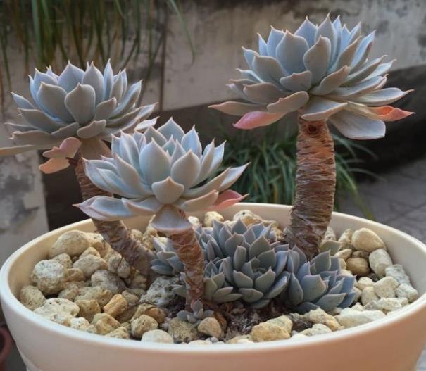 3款高颜值多肉,长势旺易爆头,养成群生小老桩,价值翻倍