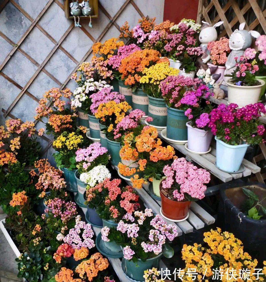 长寿花|5种“富贵花”，谨记“穷养它”，大盆换小盆，才能开满富贵花