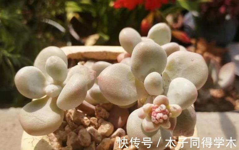 老桩|这些多肉太像了,一般人傻傻分不清楚,快看你有没有被骗?