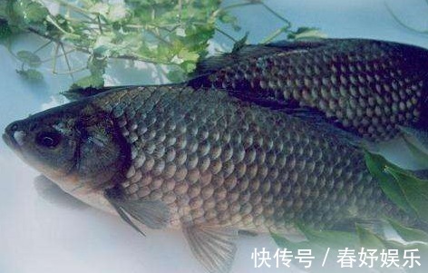 钓友|我国一种杂交鱼,1年可长3斤,常被冒充土鲫鱼,很多钓友也分不清