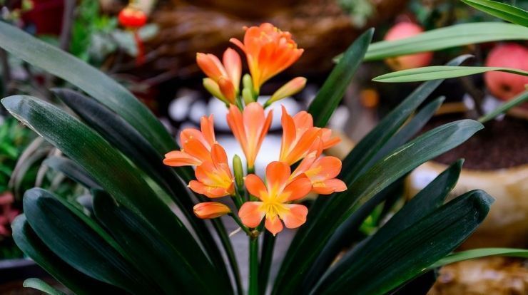 5种花即使“枯死”，也别“喷水”，否则会黄叶，烂叶，掉花苞！