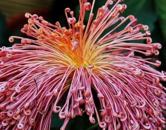 平时养盆蝴蝶草,有枝必有花,花多易爆盆,养在阳台变温馨花园