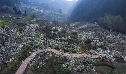 中年|春游眉山，这些赏花打卡地你去了吗