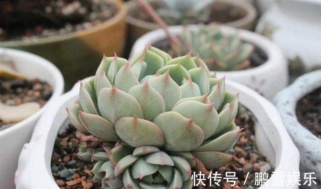 浇水|多肉疯狂爆侧芽这样浇水让它胖成“球”!新手涨姿势了