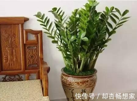 金钱树没精神老黄叶,挪个位置、剪两刀,植株粗壮、长得绿油油
